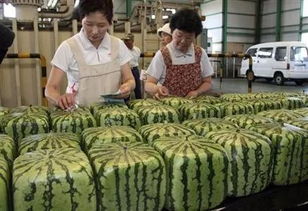售价最高900元的日本方型西瓜上市,中国也有果农种出来啦